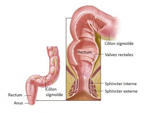 anale dilatation - f68810b9a4_rectum_DR