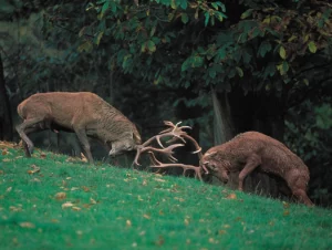 Deux cerfs en train de se battre