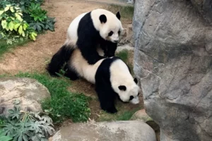Deux pandas qui s'accouplent