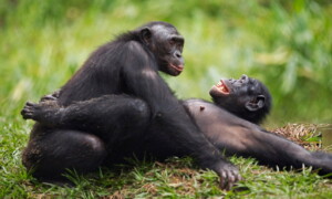 Deux singes en train s'accoupler