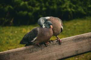 Deux pigeons en train de s'enlacer