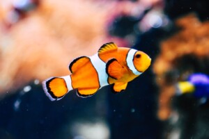 Un poisson clown 