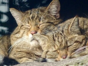 Deux chats en train de dormir