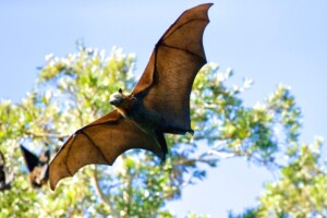 Une chauve souris en train de voler